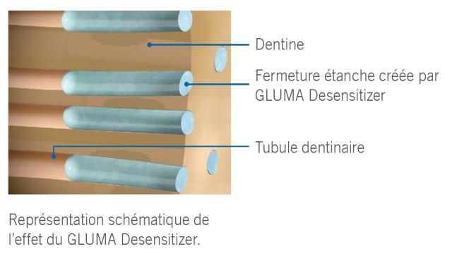 Werking GLUMA
